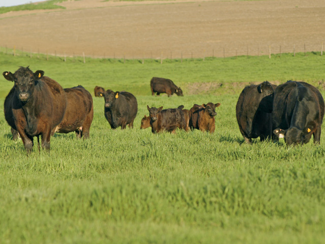 Strategic planning by means of soil testing, following recommendations and having forage yield goals are vital in forage fertility management, according to A.J. Foster, southwest area agronomist for Kansas State University Extension in Garden City, Kansas. (DTN/The Progressive Farmer file photo)